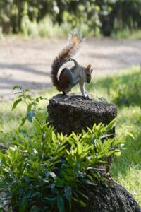 Squirrel scratching itself.